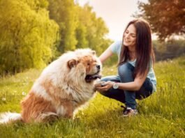 Soulful Connection Between Pets and Humans: Exploring Tales of Tenderness Unconditional Love