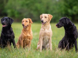 Top 10 Dog Breeds for Families in 2024 Family-Friendly Dogs