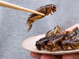 Singapore Embraces Insect-Based Foods Silkworm Satay